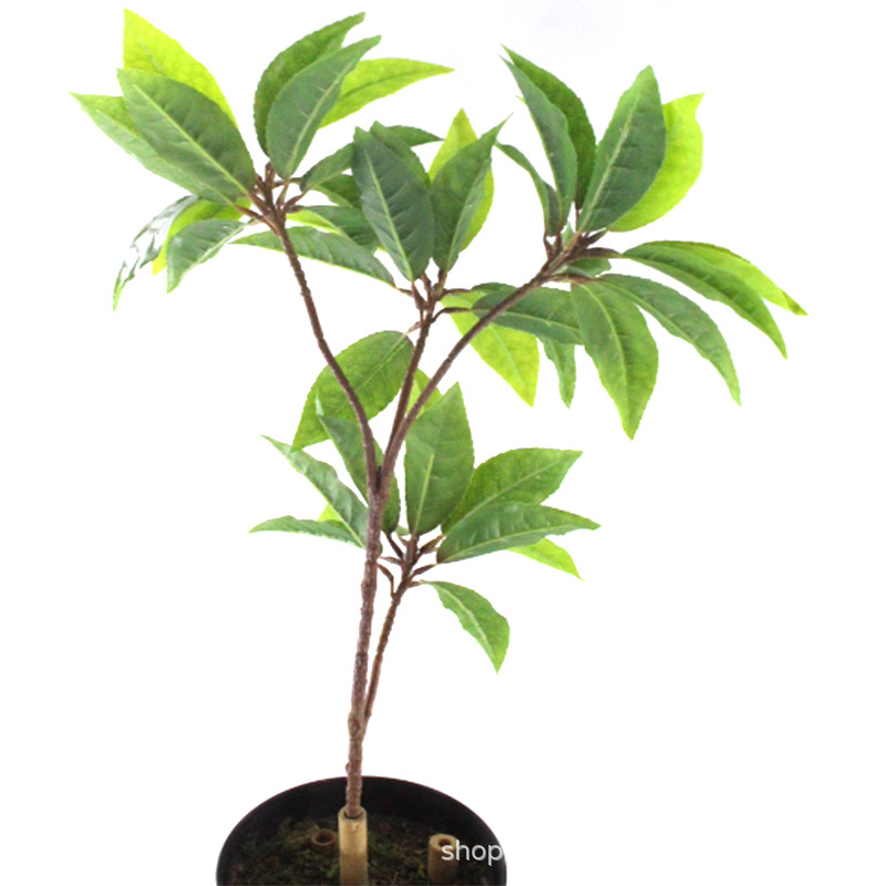 XRB-246 大白茶叶四枝杈3.jpg