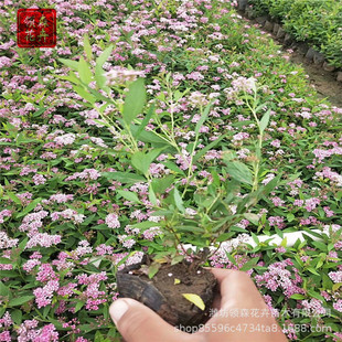 ��ɽ���潑���� �ۻ�������  �޸��������ݻ� �@�־��^ֲ��