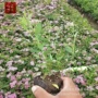 金山园林多年生景观草花