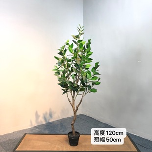 月桂樹圖片 海量高清月桂樹圖片大全 阿里巴巴