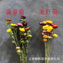 麦秆菊 七彩菊菠萝菊 云南干花永生花DIY礼盒玻璃罩材料 厂家直销