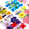 PRESSED FLOWER material bag dry flower pressure flower field combination of flower material bag and leaves paste painting