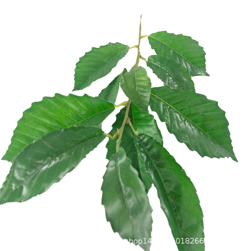 XRB-057 瑞氏榼藤单枝4.jpg