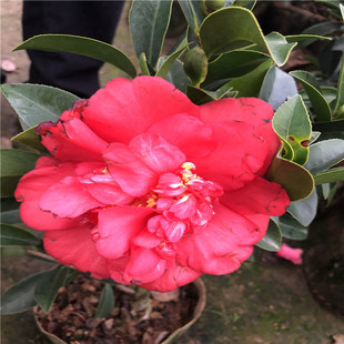 Ʒ�N�軨 �҃����Ի��� �辰 �����軨 ��ˮ�����匚�軨 ���l