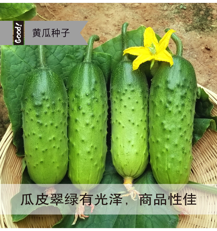 水果黄瓜03-6