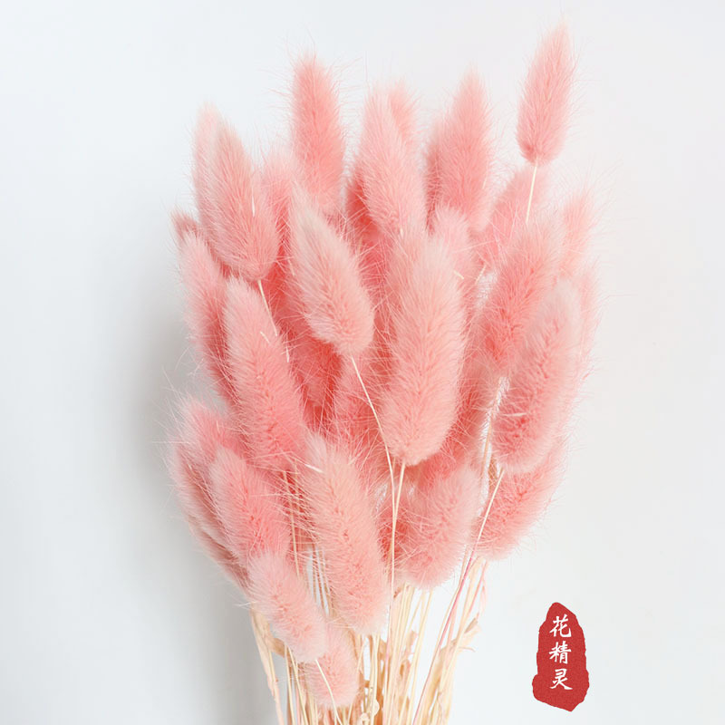 Rabbit Tail Grass Dried Flowers Bouquet Ins Style Home Decoration Dried Flower Bag Bouquet Dogtail Grass Dried Flower Color Rabbit Tail Grass