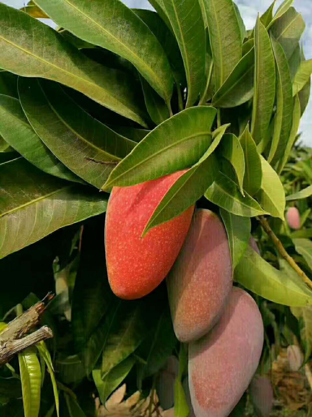 微信图片_20180310131520