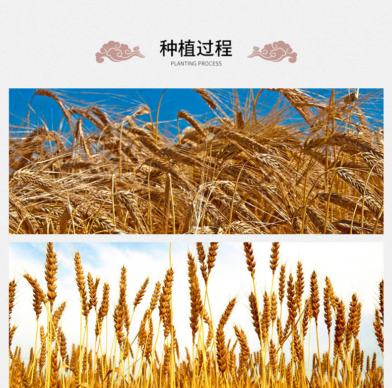Roasted Barley Tea Da Mai Cha Loose Herbal Grain Tea 500g Bulk Pack for Hot or Cold Brewing preparation