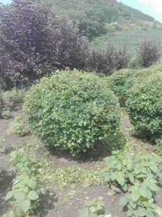 ���Ǘ���60���֡�1.5�׾��^�G�����������c�Y�����l����