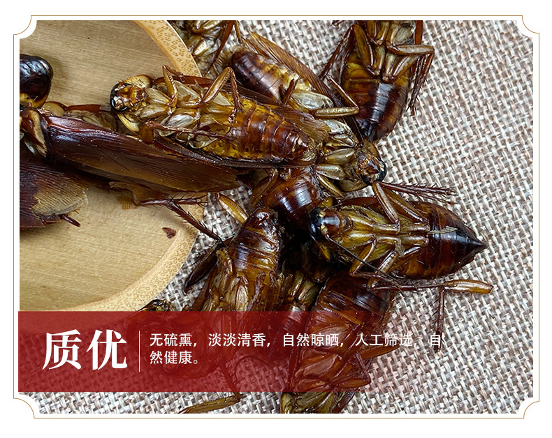 Dried Cockroach Whole Insect Yan Lang 500g Traditional Chinese Herbal Material Sun Dried quality and texture