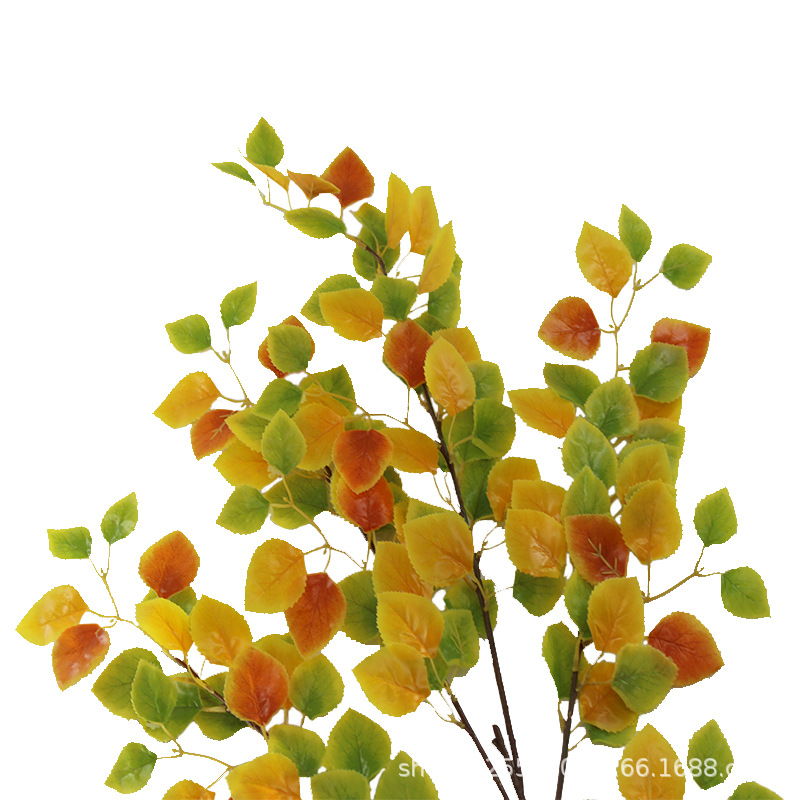 XRB-023 红皮白桦四枝杈 (4).jpg