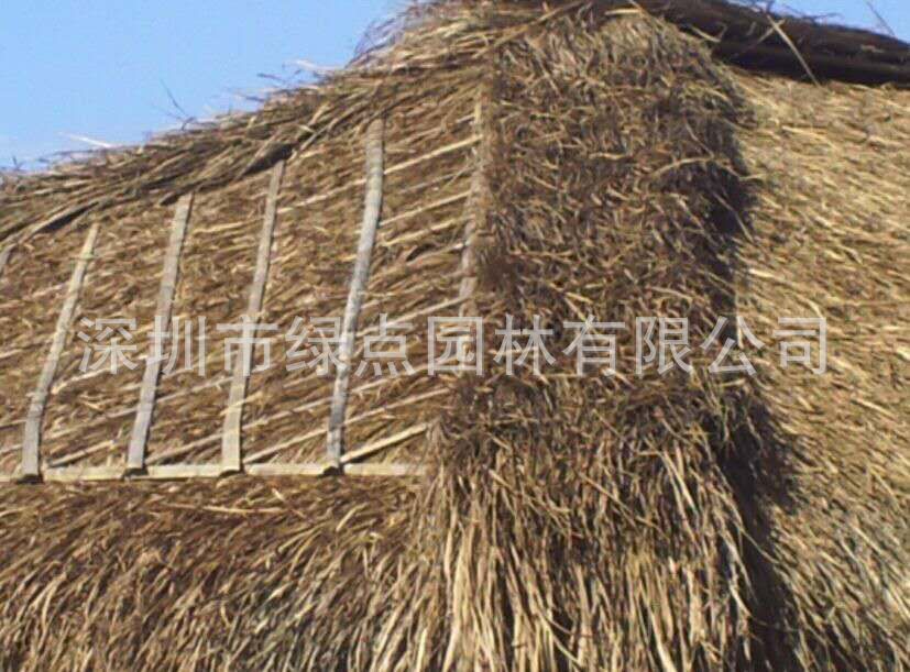黄茅草屋顶 (3)