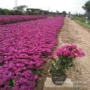 基地植物绿化花海草花
