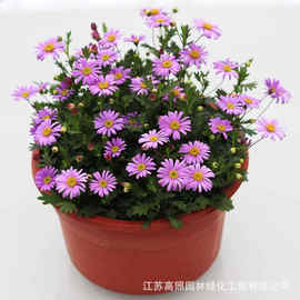 厂家基地批发菊花玛格丽特盆栽花苗 植物花卉室内易爆盆姬小菊