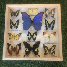 昆虫针插标本盒 昆虫针插标本盒品牌 图片 价格 昆虫针插标本盒批发 阿里巴巴