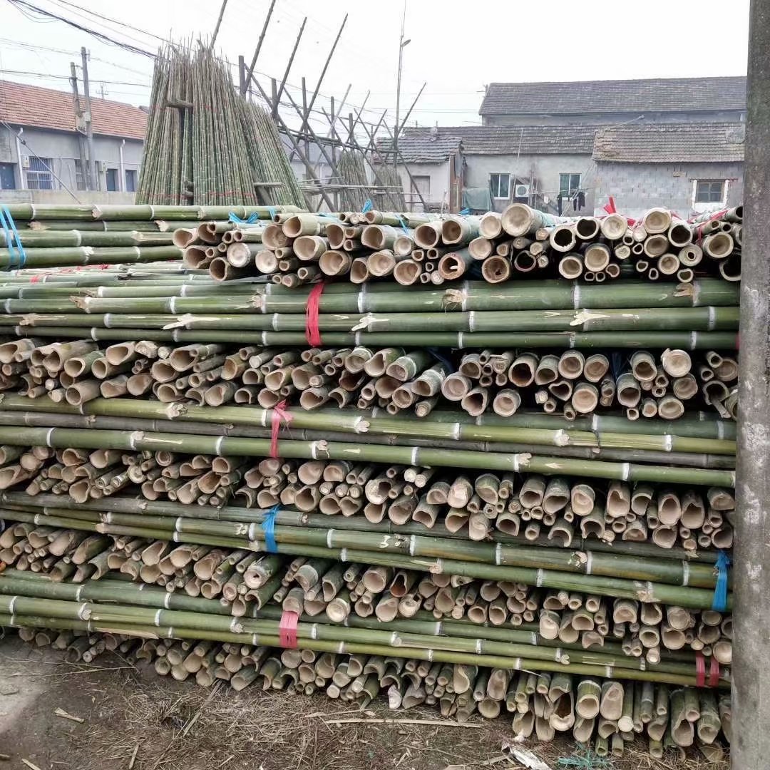 元竹,种类,产品(第5页)_大山谷图库