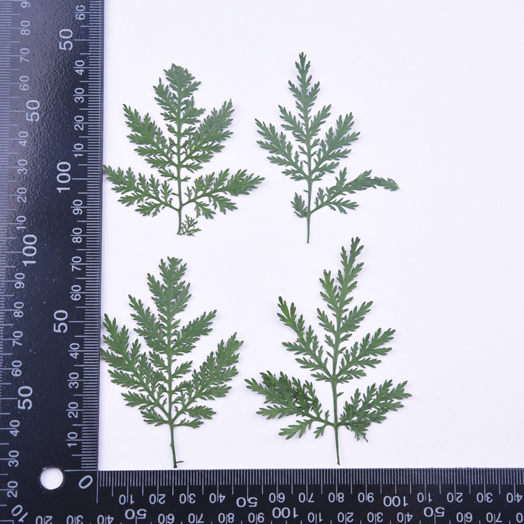 Artemisia annua leaves dyed green embossed diy drop glue dried flower mobile phone shell bookmark flower painting handmade desk lamp cross-border exclusive