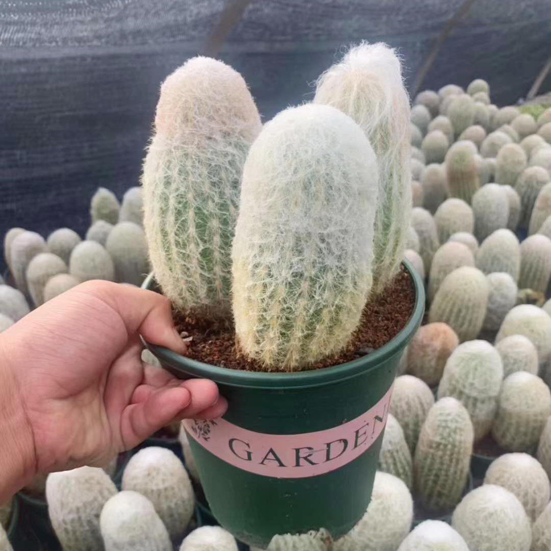 【基地直供】小盆栽仙人球室内多肉植物 仙人球植物 加仑盆老乐|ms