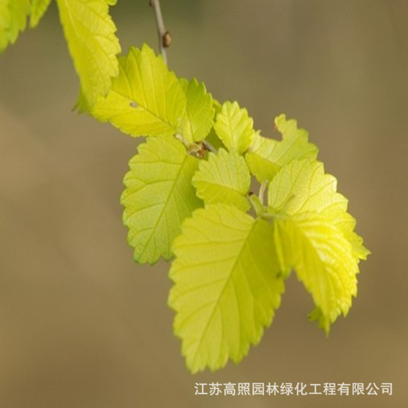 基地供应庭院绿化苗木金叶榆 公园绿植榆树叶 室外树木幼苗金叶榆-阿里巴巴
