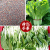 Four Seasons Cream Cabbage Balcony Vegetable Garden Fiber Shaobe Vegetable Vegetable Seeds