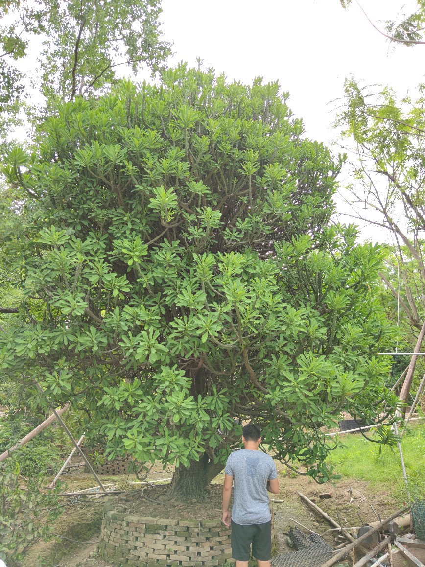 207基地 供应 玉麒麟 大树5米高 庭院 别墅? 龙骨树