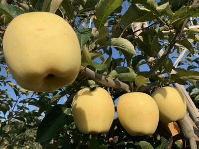 山東維納斯蘋果  脆爽甜蜜多汁蘋果 非奶油富士蘋果