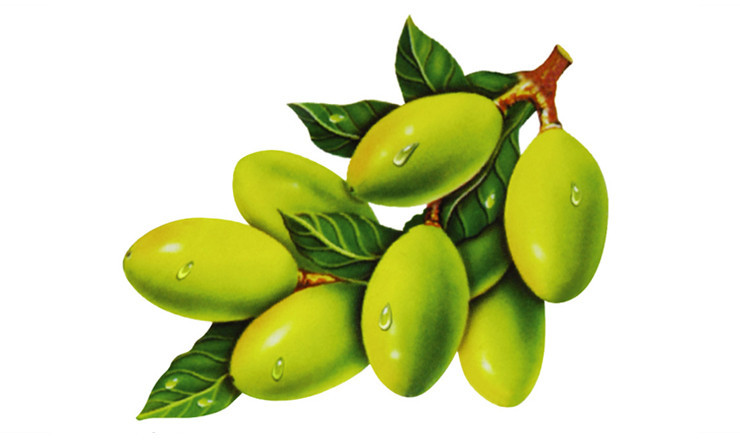 橄榄叶提取物 橄榄苦甙40% Olive Leaf Extract 油橄榄_植物提取物-食品商务网