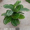 Base direct batch of beacon series Jade butterfly Bikachu potted indoor desktop observation leaf green plants purify air