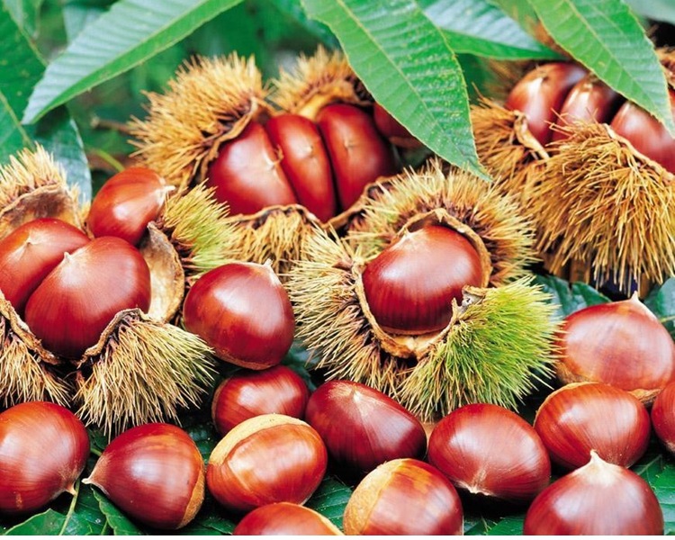 gm6WifKnzdTvlDvTUnbScy4PLHxeTZC9PQTO