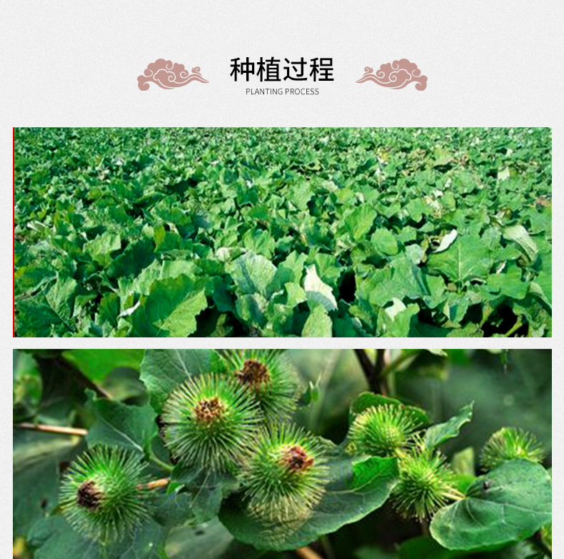 Burdock Root Tea Niu Bang Cha Golden Sliced Arctium lappa Loose Herbal Tea 500g from Shandong preparation