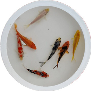 �O��ֱ�����x7~9cm���w�^�p�~�\���~���ձ��\���t�״����Lˮ�~��