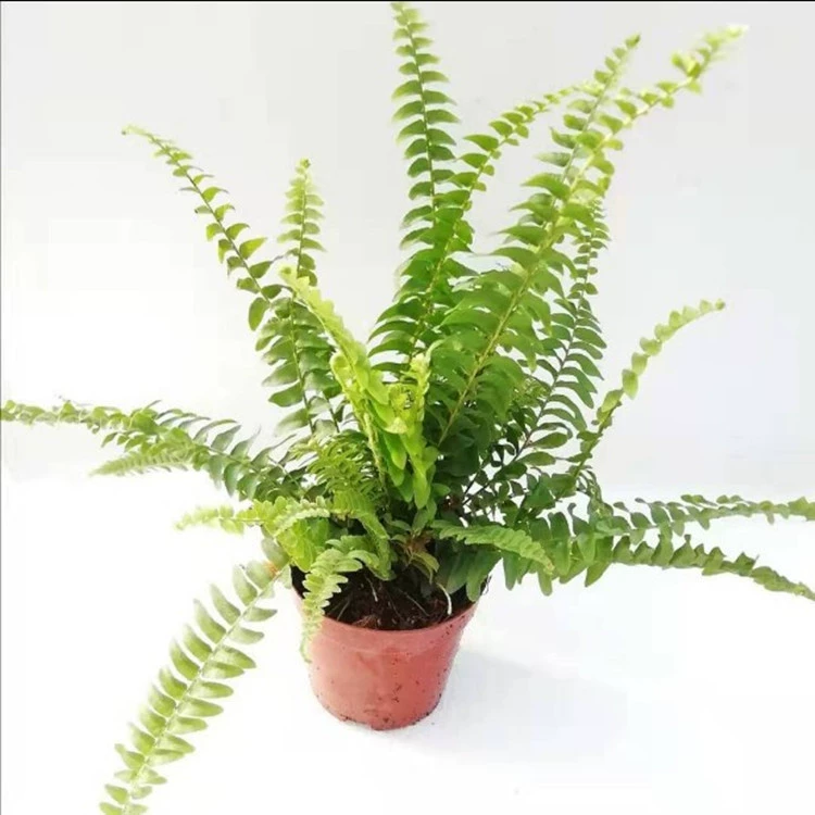 Бостонский папоротник озеленение Chlorophytum горшечный Плющ зеленые растения цветы Крытый Подвесной бонсай Бостонский папоротник