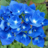 Flower seeds wholesale (geranium flower seeds) foreign hydrangea seed seeds mixed color hydrangea seeds blooming in four seasons