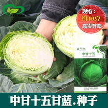 中甘十五甘蓝种子 农田菜地杂交中早熟叶球紧实耐寒甘蓝蔬菜籽