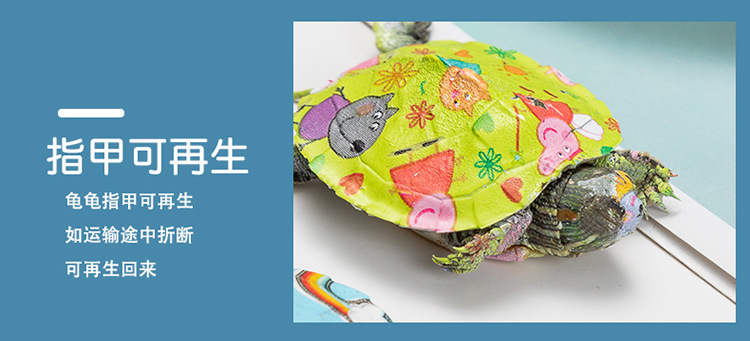 乌龟_08