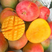 新鲜水果越南品种澳芒5、9斤套袋黄皮芒果热带鲜果非贵妃芒大青芒