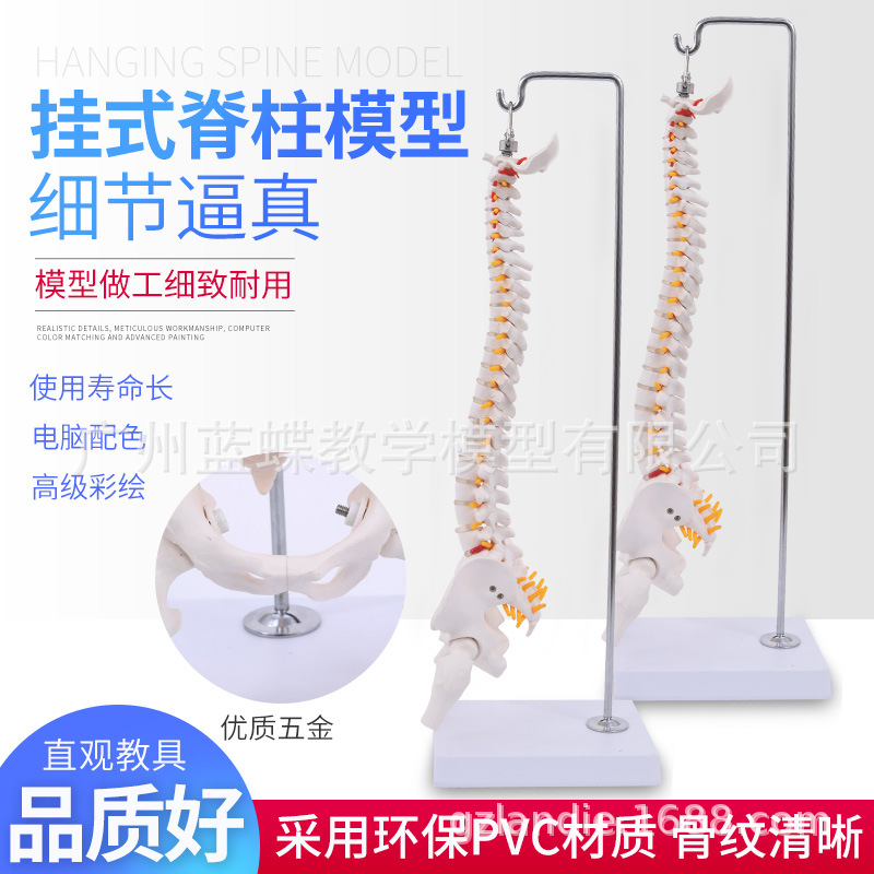 Hanging 45CM Human Spine Pelvis Leg nerve Pelvis Model Soft lumbar Spine model