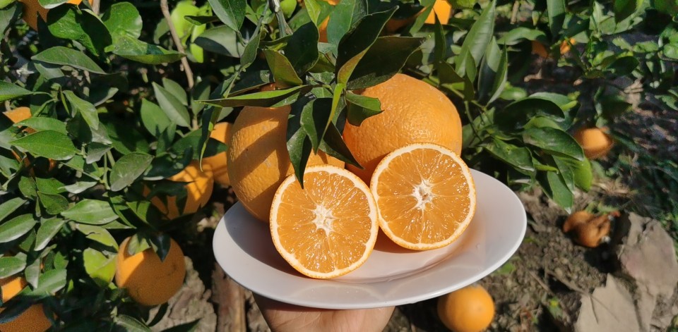 雷波脐橙 新鲜当季水果甜橙 10斤装新鲜水果香甜多汁当季手剥橙