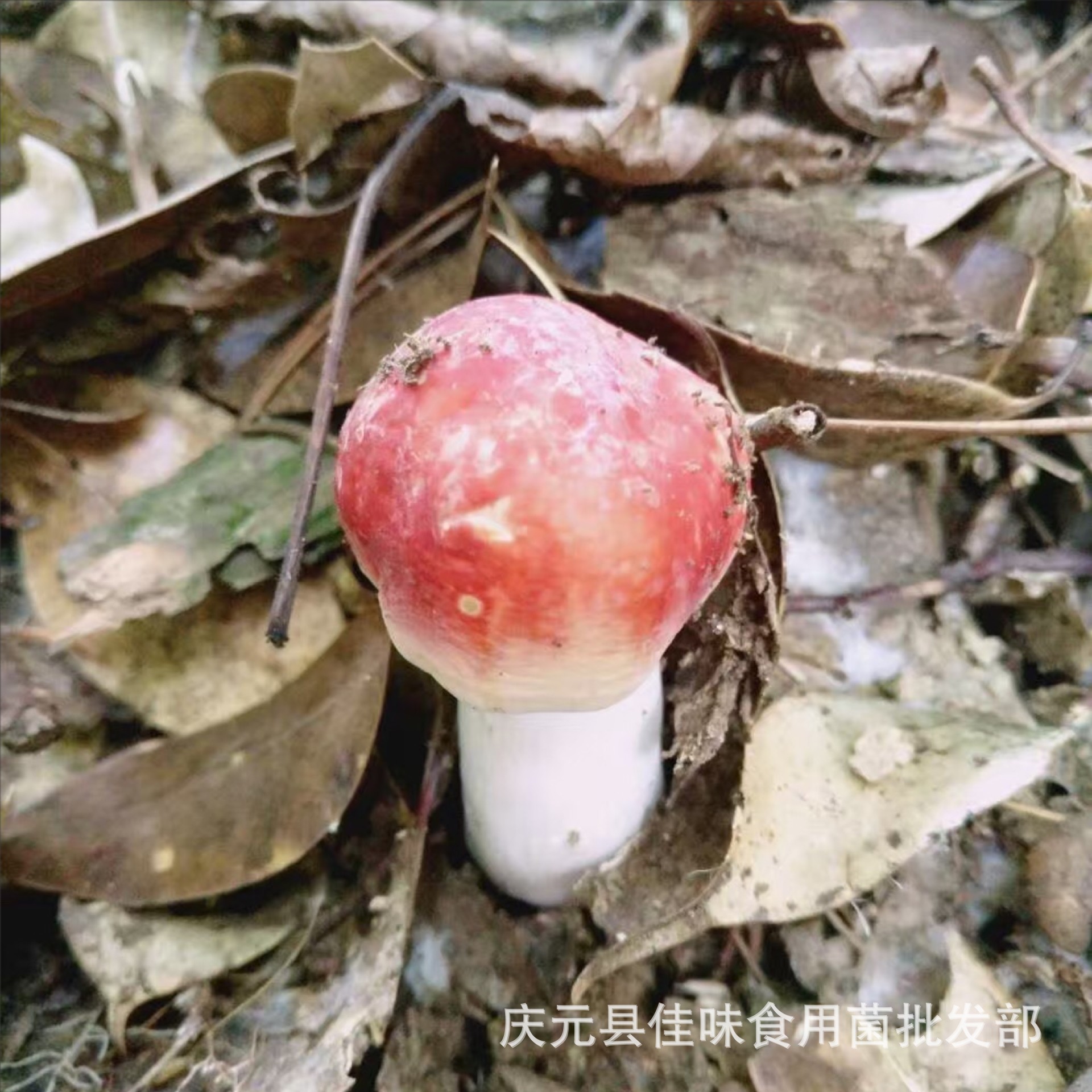 红菇庆元特产野生菌干货大红菇庆元香菇蘑菇山珍大礼包原产地直销|ru