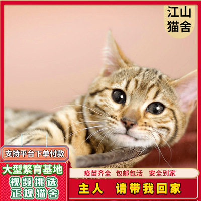 中华田园猫活体 家猫幼猫 宠物猫咪 土猫橘猫 狸花猫 三花猫 包邮