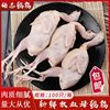 新鲜放血母鹌鹑肉可烧烤炖汤卤味 排档酒店饭店饭堂食材包邮|ms