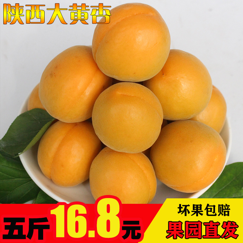 [A generation of fat] goods in stock fresh fruit Golden Sun chinese rhubarb Apricots Now pick Now send NW 5