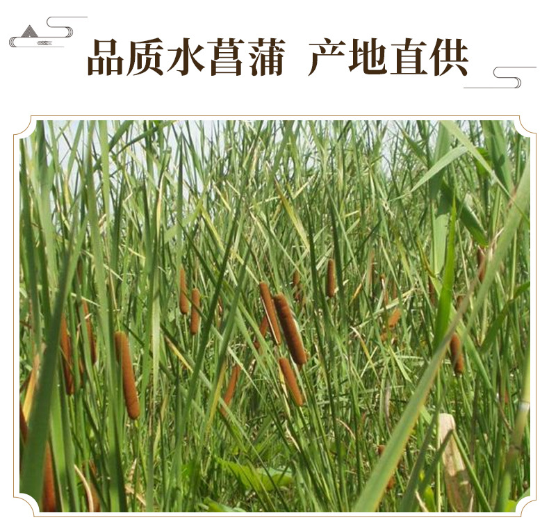 Dried Shi Chang Pu Grassleaf Sweetflag Rhizome 1 lb Traditional TCM Herb for Decoction and Culinary Use key features