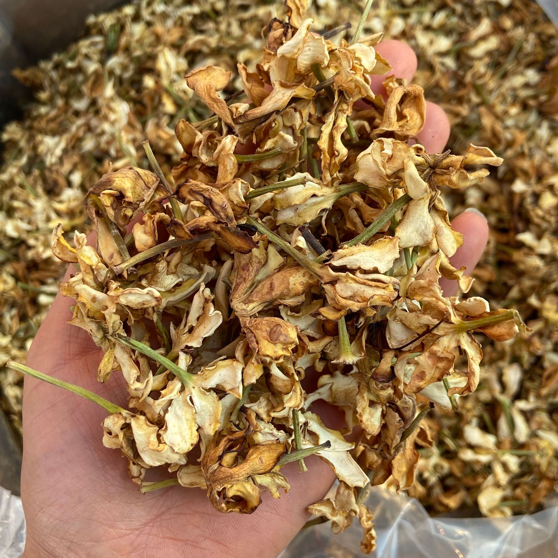 Gardenia Flower Zhi Zi Hua Dried Herbal Tea Ingredient Natural Sun Dried 500g specifications