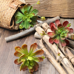 Simulated flower blue lotus succulent plant wedding succulent home background flower wall photography green plant cross-border MW17682