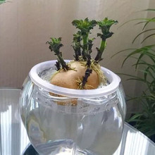 奇趣水生植物水培水養洋蔥蘿卜紅薯大蒜蔬菜盆栽 綠蘿 陽台桌面