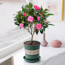 ����ɽ�軨�������Ԏ���������ֲ���҃Ⱥ��B�ļ��_�������ͺ��r��