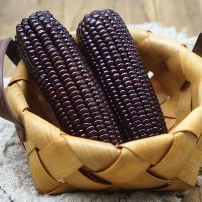 東北黑玉米 白糯玉米易飽腹玉米 新鮮玉米