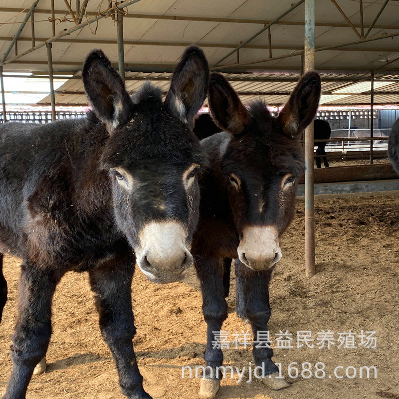 改良德州驴 肉驴驴苗 大型养驴场出售纯种德州 三粉驴 乌头驴