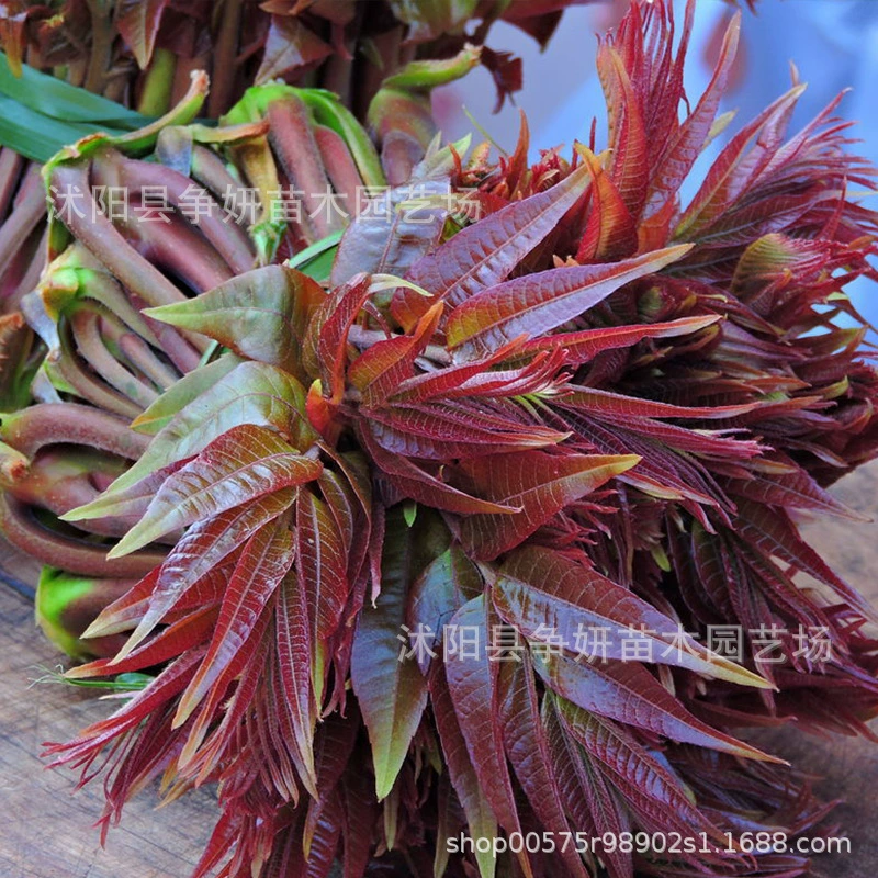 Оптовая продажа семян Тоона Синенсис Новый Собранный Тоона Синенсис Семена Тоона красное масло